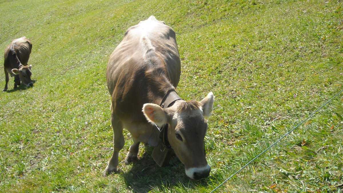 beef-carbon-footprint-environmental-impact-consumer-ecology